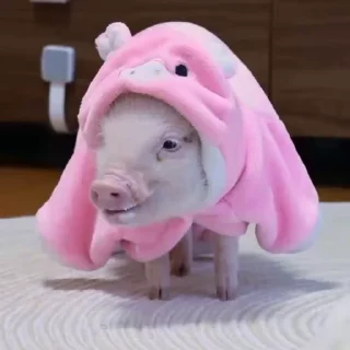 🐽