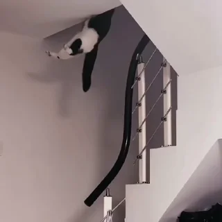 🐈