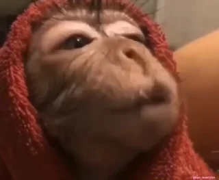 🐵