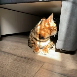 🤩