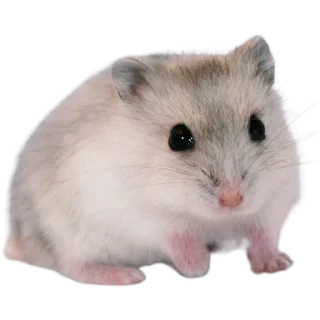 🐹