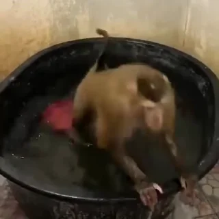 🙉