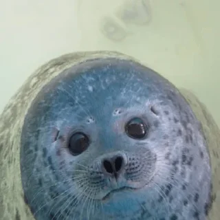 🥺