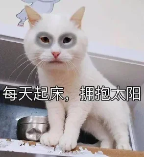 🐱