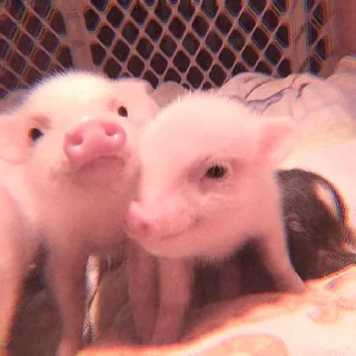 🐽