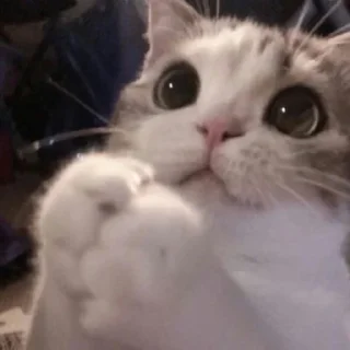 🐈