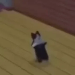 😼