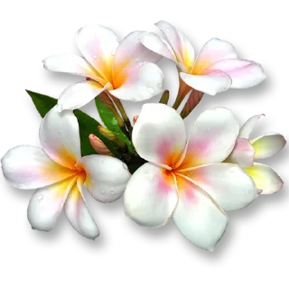 🌸