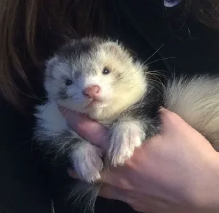 🤩