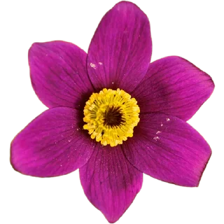 🌺
