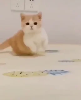 🐈