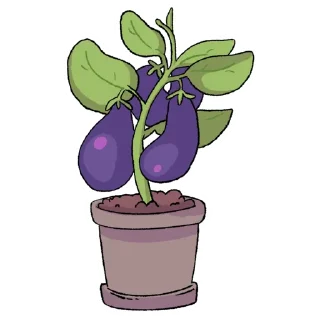 🍆