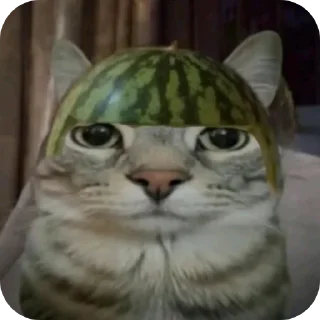 🐱