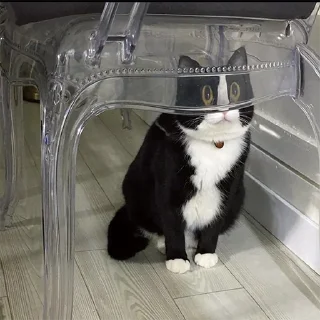 🐈