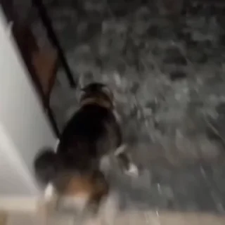 🐈