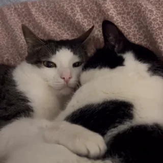 😴