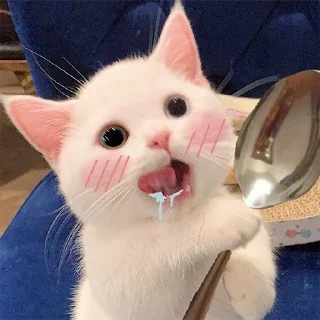 🐈