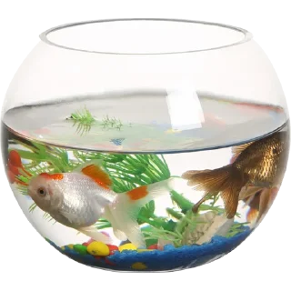 🐠