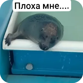 Тюлень
