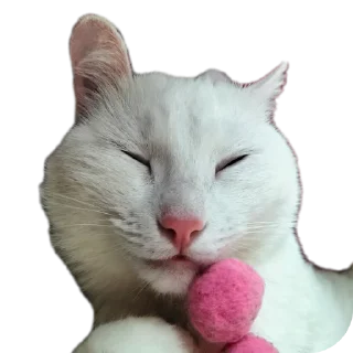 🐱