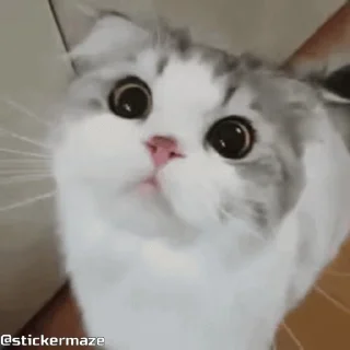 😺