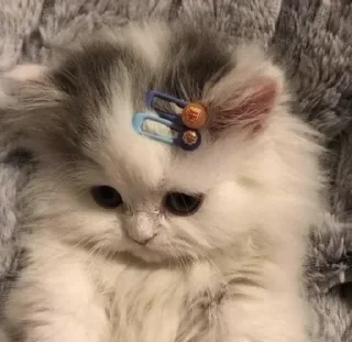 😺