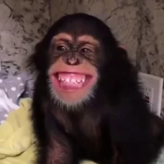 🐵