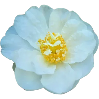 🌼