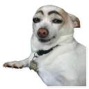 🐶