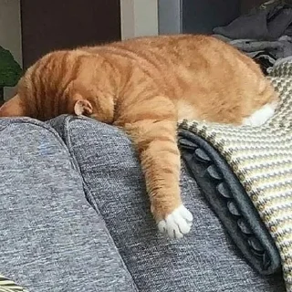 😪