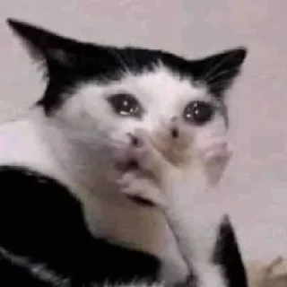 🐈