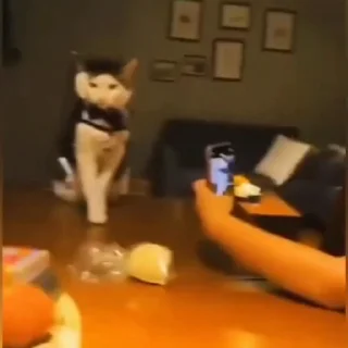 🐈