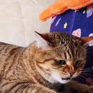 🤩