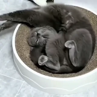🐈