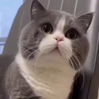 🤩