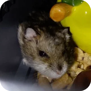 🍲