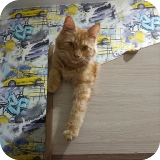 😼