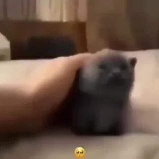 🥺