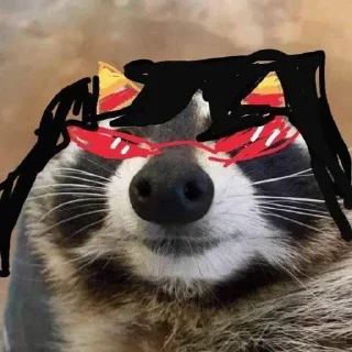 🦝