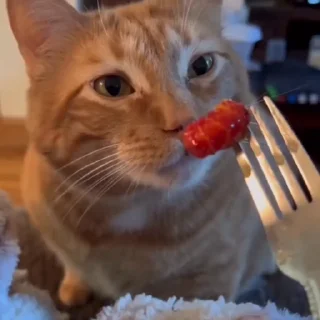🐈