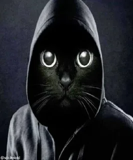 🐈‍⬛