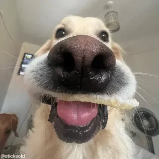 🤭