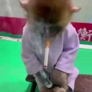 🐵