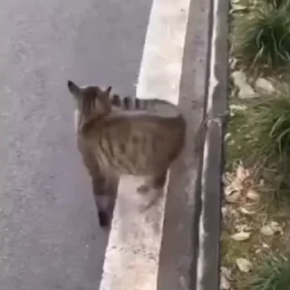 🐈
