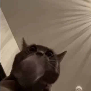 🌟