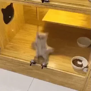🐈