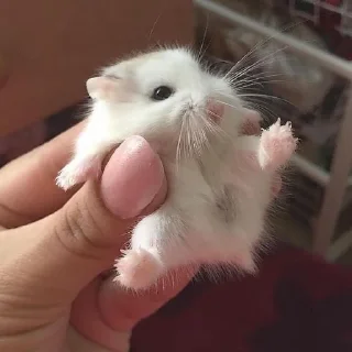 😇