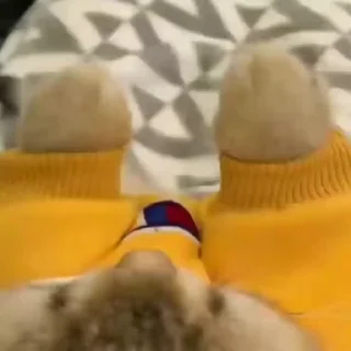 🐾