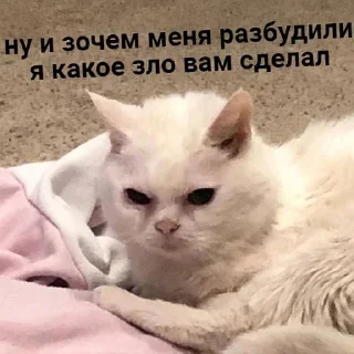 💤