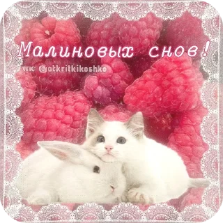 🐱